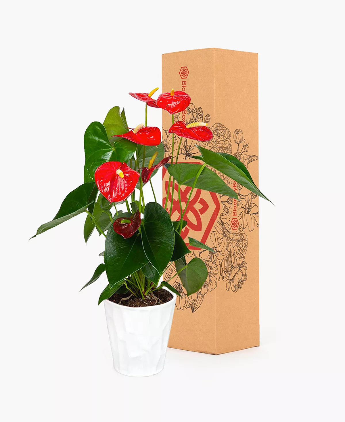 BloomsyBox Ali Anthurium Live Plant 2 BloomsyBox Ali Anthurium Live Plant - Image 2