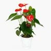 BloomsyBox Ali Anthurium Live Plant