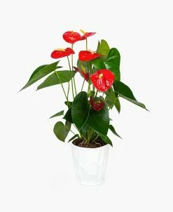 BloomsyBox Ali Anthurium Live Plant