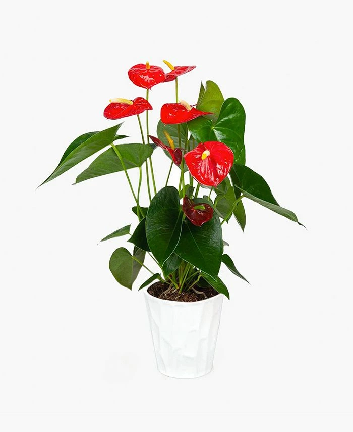 BloomsyBox Ali Anthurium Live Plant 1 BloomsyBox Ali Anthurium Live Plant